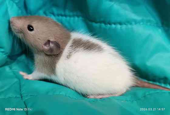 Мальчик Дамбо Макеевка