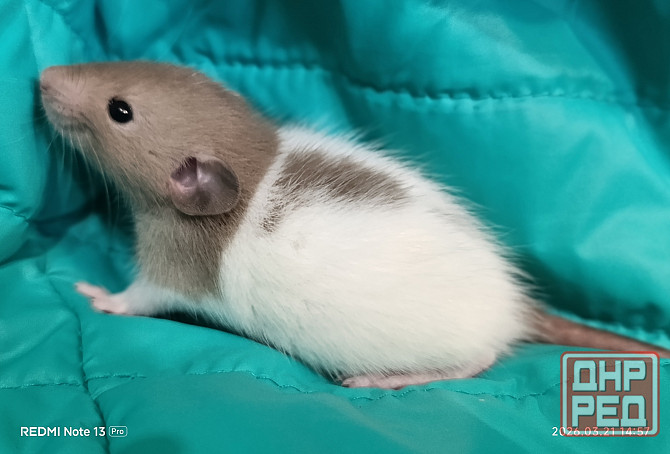 Мальчик Дамбо Макеевка - изображение 1