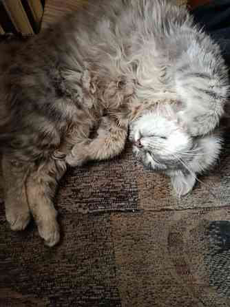 Отдам кошку 7-8мес в добрые руки Донецк