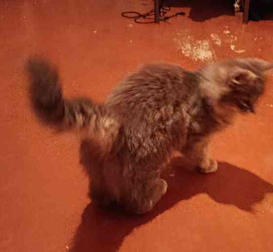 Отдам кошку 7-8мес в добрые руки Донецк