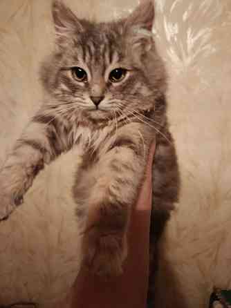 Отдам кошку 7-8мес в добрые руки Донецк