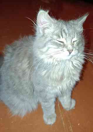 Отдам кошку 7-8мес в добрые руки Донецк