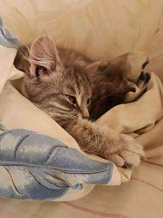 Отдам кошку 7-8мес в добрые руки Донецк