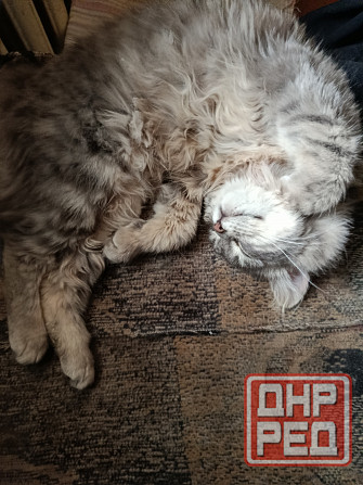 Отдам кошку 7-8мес в добрые руки Донецк - изображение 4