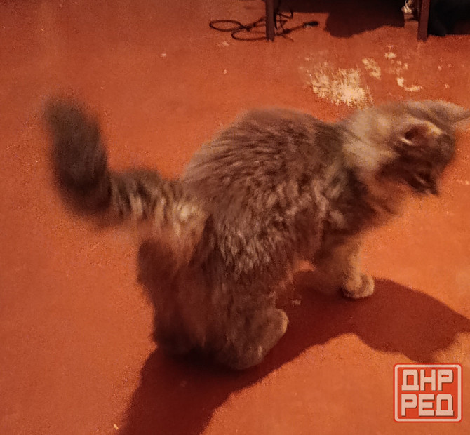 Отдам кошку 7-8мес в добрые руки Донецк - изображение 3