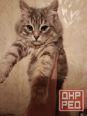 Отдам кошку 7-8мес в добрые руки Донецк - изображение 5