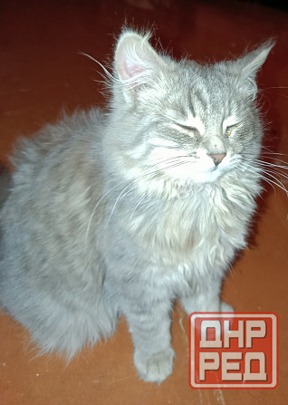 Отдам кошку 7-8мес в добрые руки Донецк - изображение 2