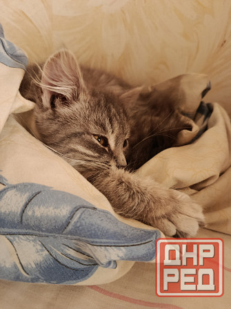 Отдам кошку 7-8мес в добрые руки Донецк - изображение 1