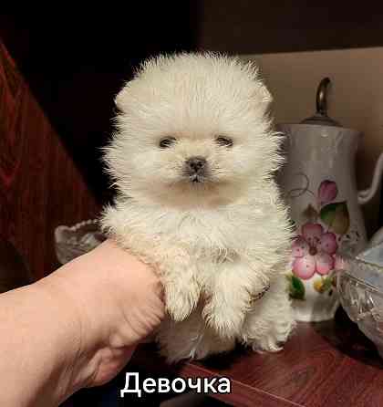 Мини девочка померанского шпица. Донецк