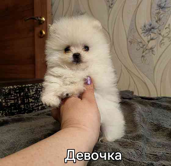 Мини девочка померанского шпица. Донецк