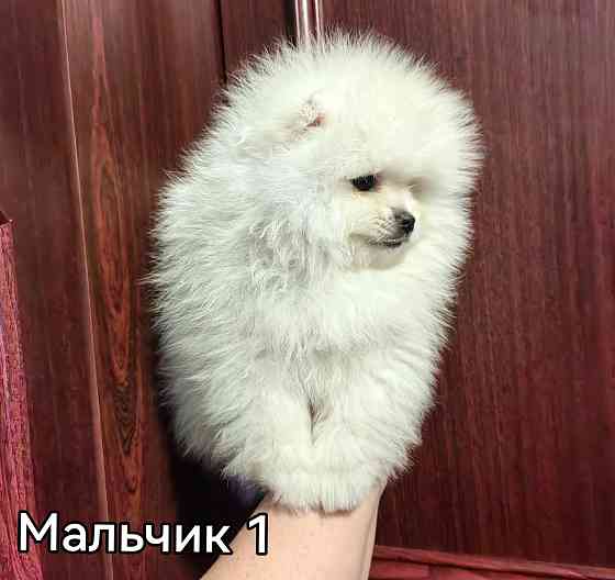 Мальчишки померанского шпица. Донецк