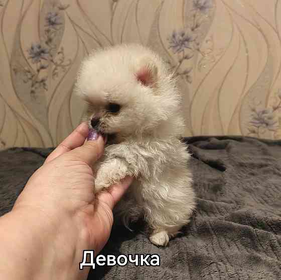 Мини девочка померанского шпица. Донецк