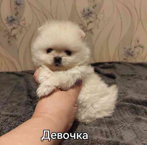 Мини девочка померанского шпица. Донецк