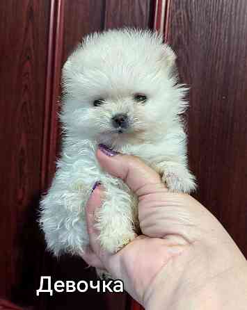 Мини девочка померанского шпица. Донецк