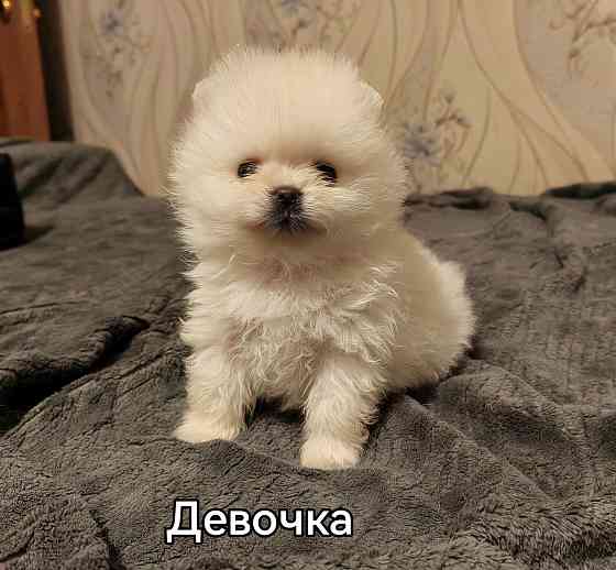 Мини девочка померанского шпица. Донецк