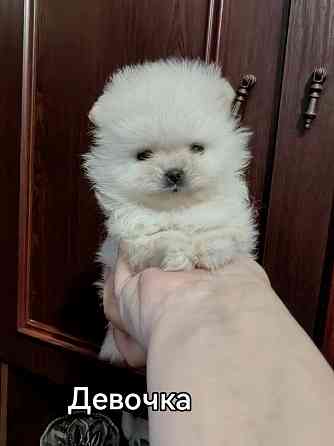 Мини девочка померанского шпица. Донецк