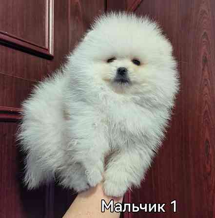 Мальчишки померанского шпица. Донецк