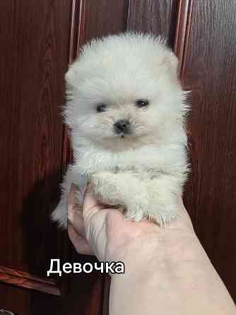 Мини девочка померанского шпица. Донецк