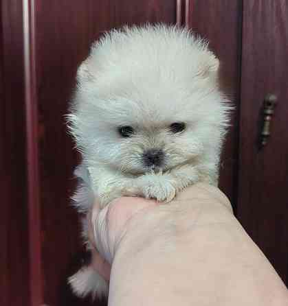 Мини девочка померанского шпица. Донецк