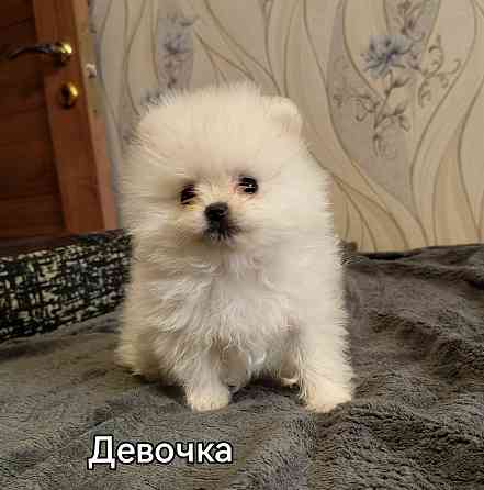 Мини девочка померанского шпица. Донецк