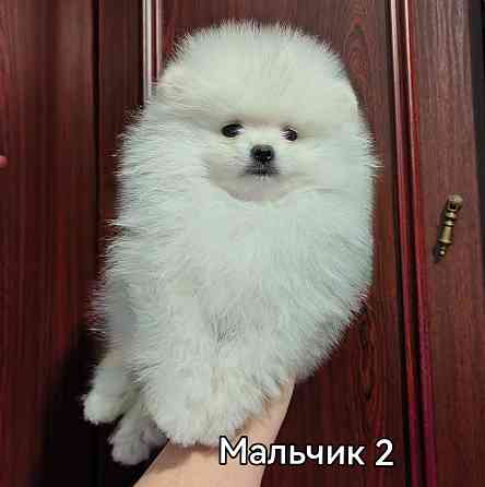 Мальчишки померанского шпица. Донецк