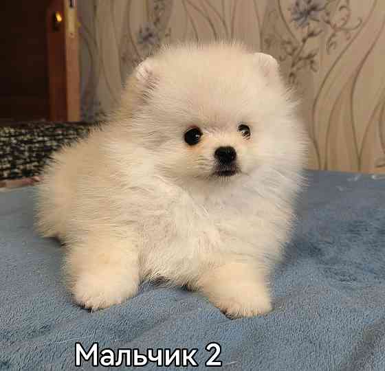 Мальчишки померанского шпица. Донецк