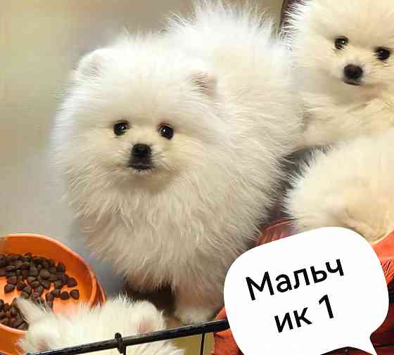 Мальчишки померанского шпица. Донецк