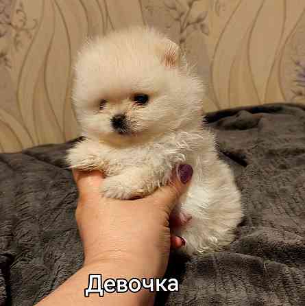 Мини девочка померанского шпица. Донецк