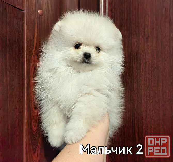 Мальчишки померанского шпица. Донецк - изображение 8