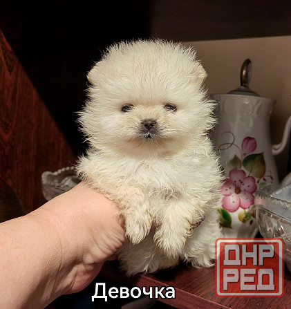 Мини девочка померанского шпица. Донецк - изображение 3