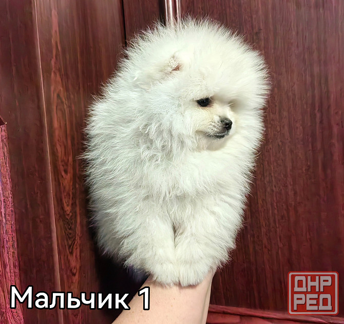 Мальчишки померанского шпица. Донецк - изображение 3