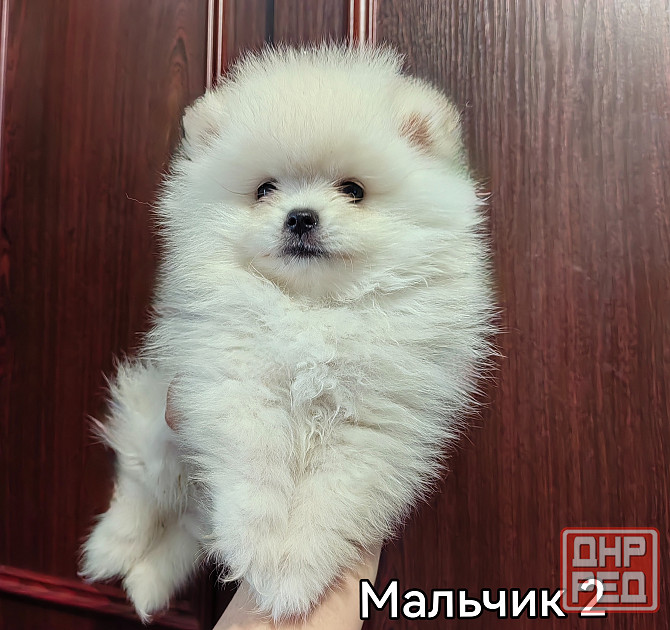 Мальчишки померанского шпица. Донецк - изображение 6