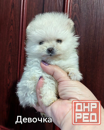 Мини девочка померанского шпица. Донецк - изображение 1