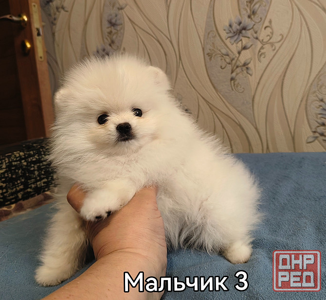 Мальчишки померанского шпица. Донецк - изображение 7