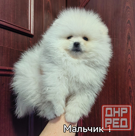 Мальчишки померанского шпица. Донецк - изображение 2