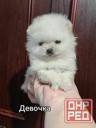 Мини девочка померанского шпица. Донецк - изображение 2