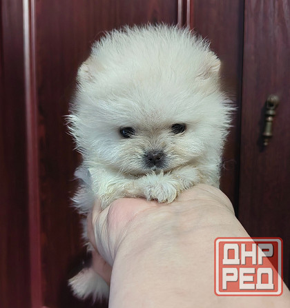 Мини девочка померанского шпица. Донецк - изображение 5