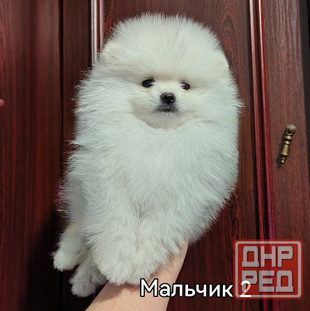 Мальчишки померанского шпица. Донецк - изображение 1