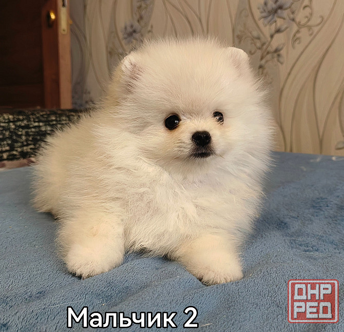 Мальчишки померанского шпица. Донецк - изображение 5