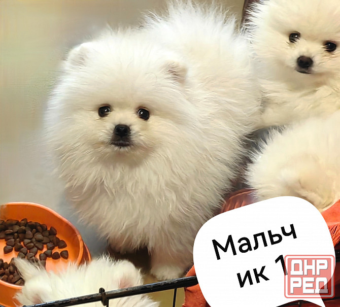 Мальчишки померанского шпица. Донецк - изображение 4
