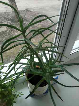 Алоэ древовидный (столетник) Донецк