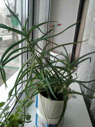 Алоэ древовидный (столетник) Донецк