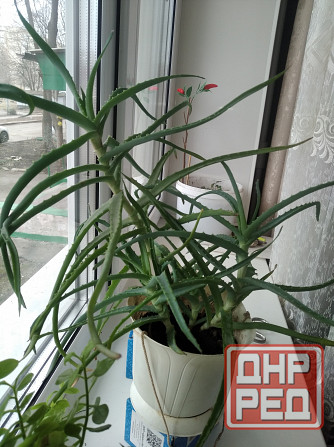 Алоэ древовидный (столетник) Донецк - изображение 1