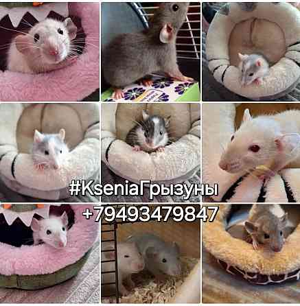 Крысята Дамбо Стандарт Донецк