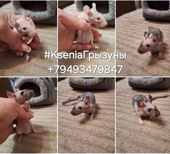 Крысята Дамбо Стандарт Донецк