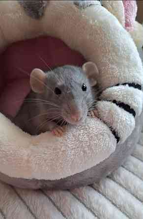 Крысята Дамбо Стандарт Донецк