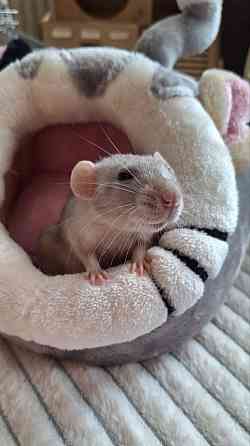 Крысята Дамбо Стандарт Донецк