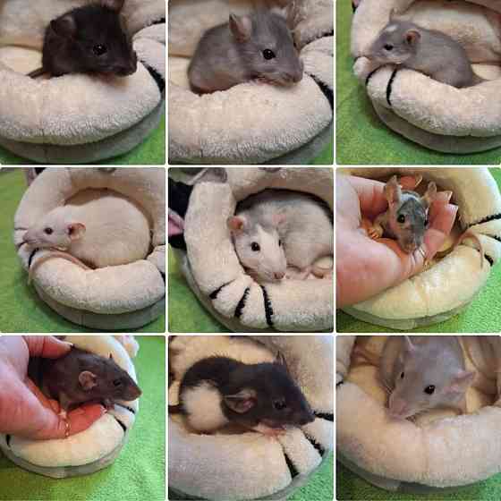 Крысята Дамбо Стандарт Донецк