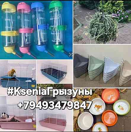 Крысята Дамбо Стандарт Донецк