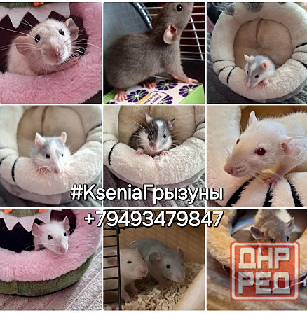 Крысята Дамбо Стандарт Донецк - изображение 3